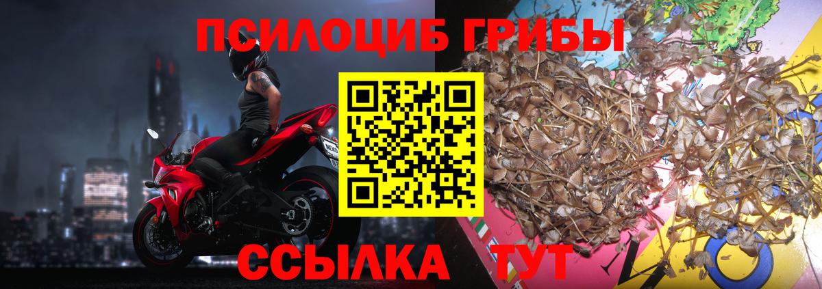 Псилоцибиновые грибы Psilocybe  Галлюциногенные грибы прущие грибы  закладка  Шали 